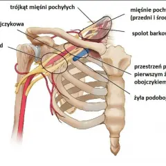 Anatomia klatki piersiowej: tętnica i żyła podobojczykowa, mięśnie pochyłe, splecione z mięśniami klatki piersiowej.