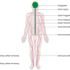 Schemat układu nerwowego człowieka. Zielony kolor to ośrodkowy układ nerwowy, a fioletowy to nerwy obwodowe, rozchodzące się po całym ciele.