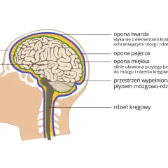 Przekrój głowy ukazujący mózg, rdzeń kręgowy i opony mózgowo-rdzeniowe, kluczowe elementy układu nerwowego.