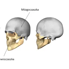 Cztery widoki czaszki człowieka, z zaznaczonym mózgoczaszką i trzewioczaszką.
