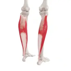 Anatomia łydki: czerwony mięsień płaszczkowaty przyczepiony do kości piszczelowej i strzałkowej, tworzący ścięgno Achillesa.