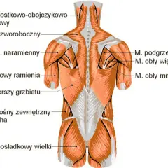 Anatomia mięśni grzbietu i ramion. Widoczny m. najszerszy grzbietu, m. naramienny, m. czworoboczny, m. trójgłowy ramienia.