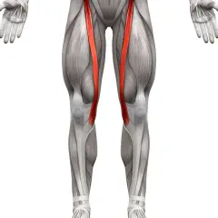 Anatomical illustration of the human legs, highlighting the sartorius muscle (mięsień krawiecki) in red.