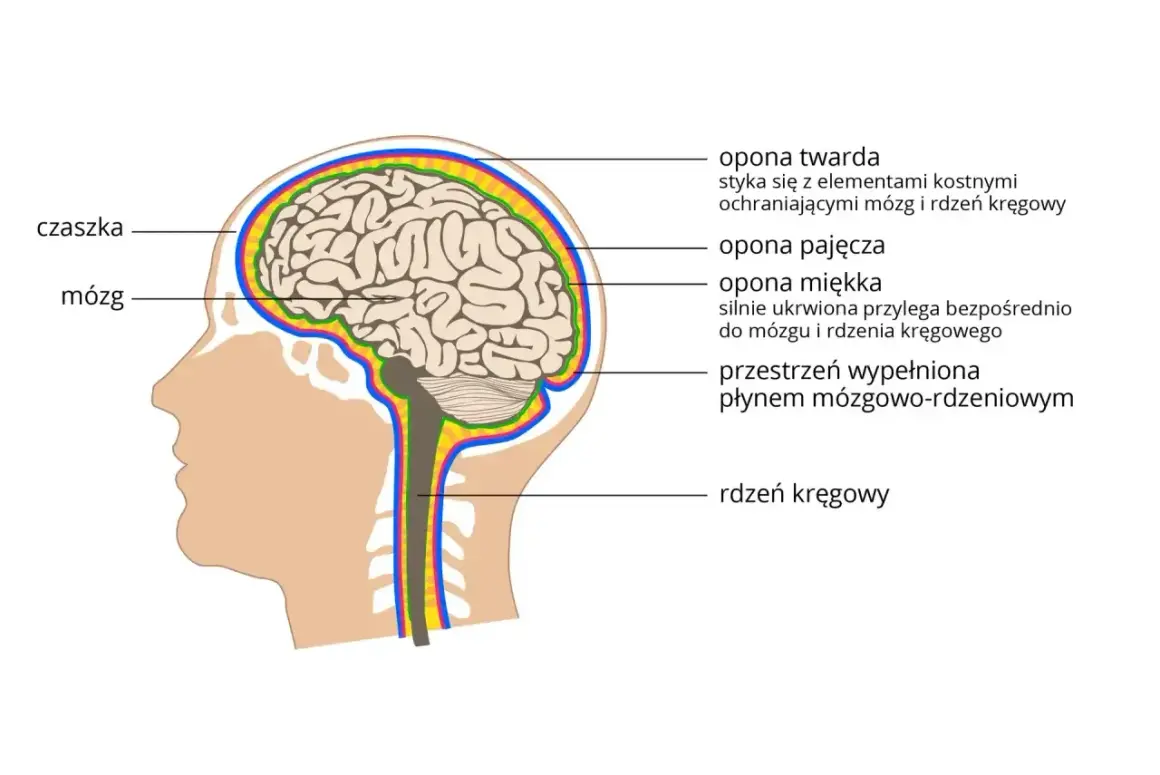 Przekrój głowy ukazujący mózg, rdzeń kręgowy i opony mózgowo-rdzeniowe, kluczowe elementy układu nerwowego.