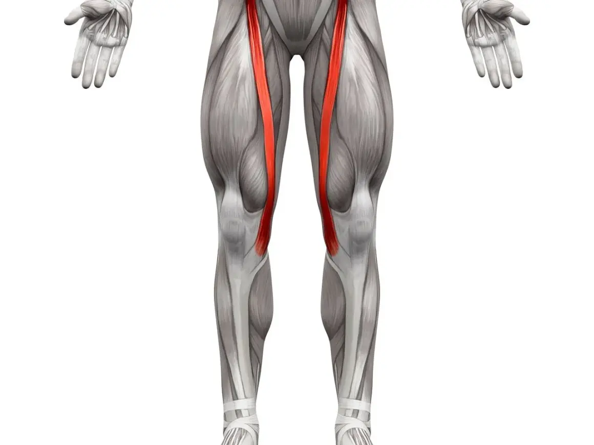 Anatomical illustration of the human legs, highlighting the sartorius muscle (mięsień krawiecki) in red.