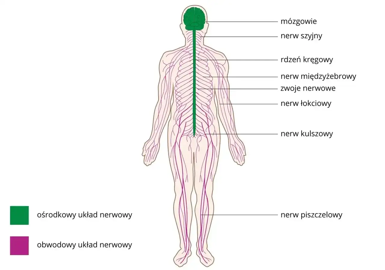 Nerwy obwodowe - jak działają i kiedy nie czekać z diagnostyką?