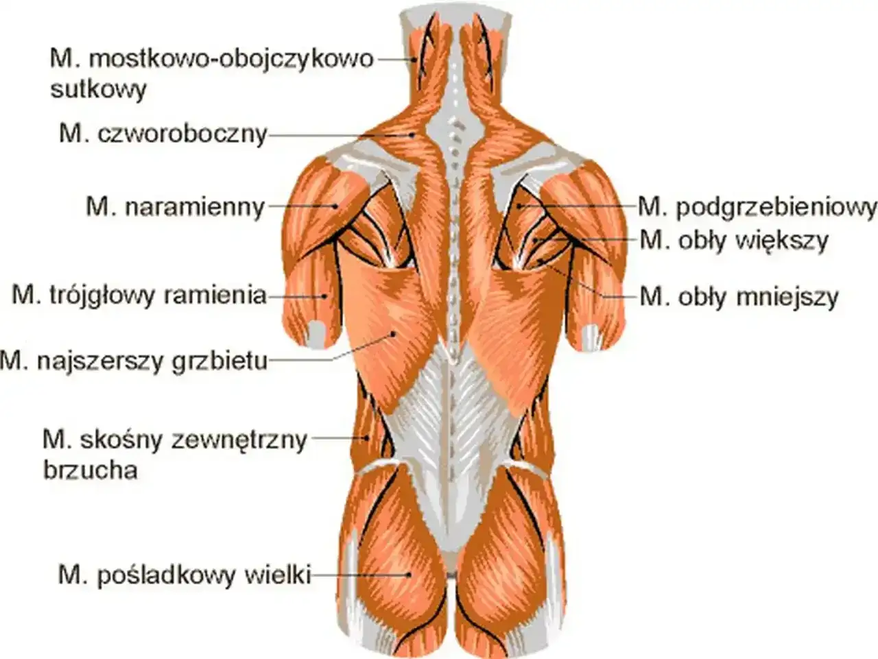 Mięsień najszerszy grzbietu - budowa, ruchy i przeciążenie