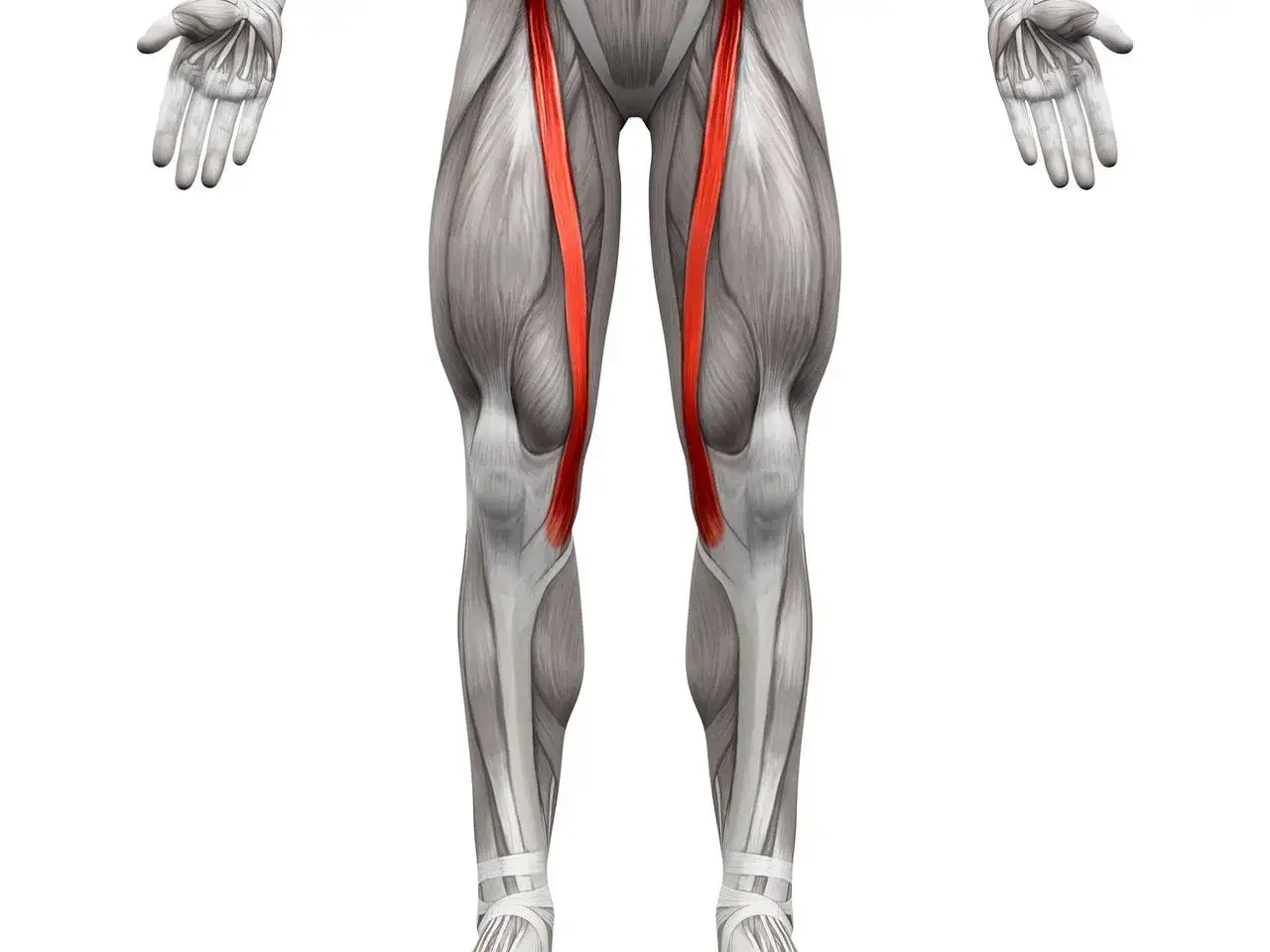 Mięsień krawiecki - anatomia i ból wewnętrznej strony kolana