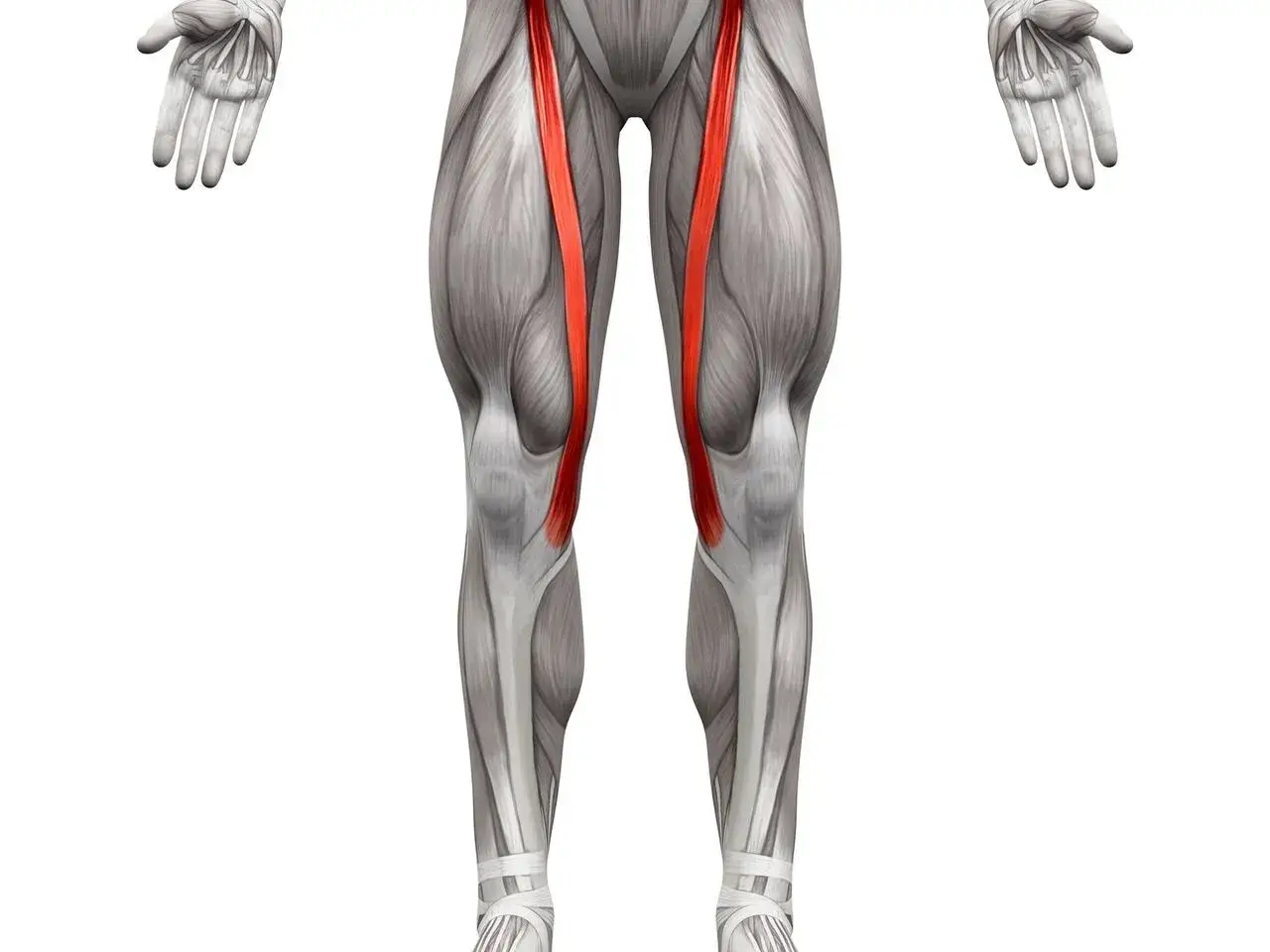 Mięsień krawiecki - anatomia i ból wewnętrznej strony kolana