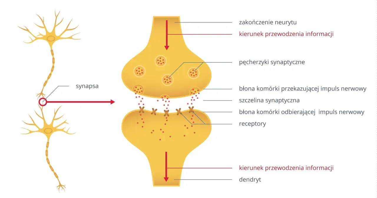 Schemat synapsy, kluczowego elementu układu nerwowego, pokazuje przekazywanie informacji między neuronami.