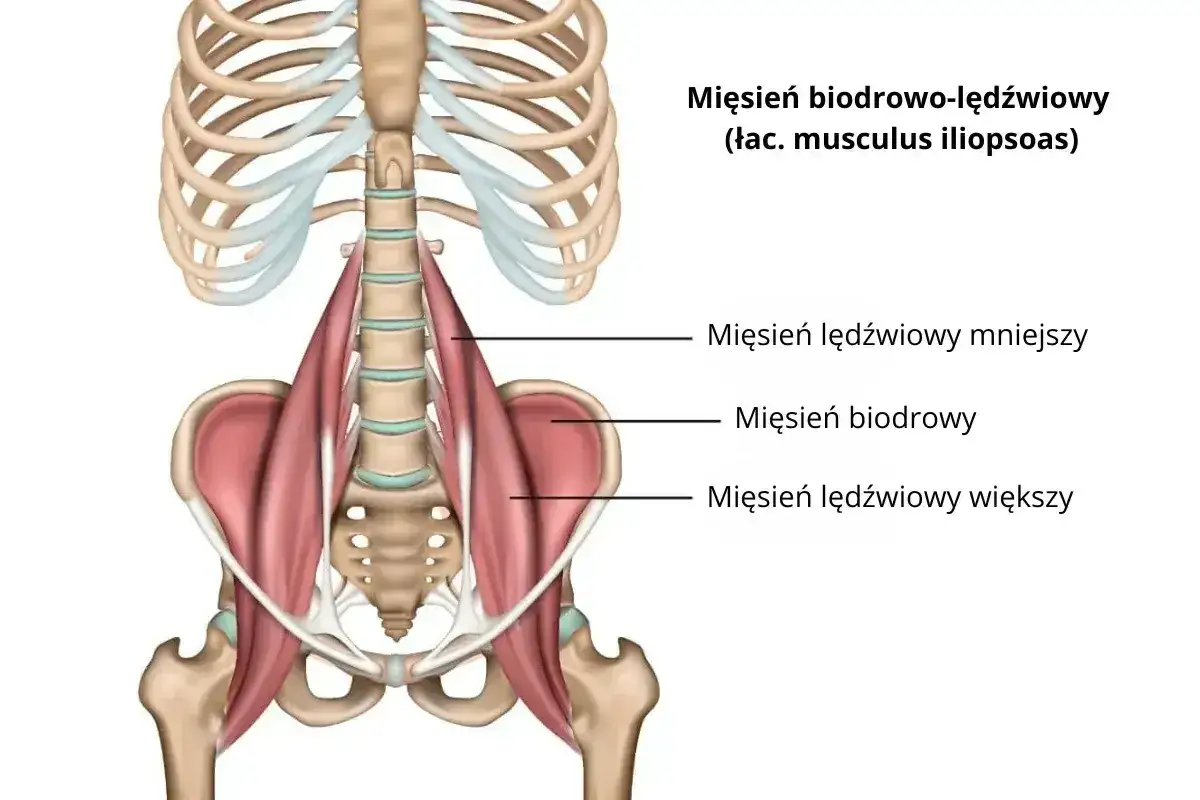 Anatomia mięśnia biodrowo-lędźwiowego. Napięcie w tym obszarze może powodować ból kręgosłupa promieniujący do bioder i brzucha.