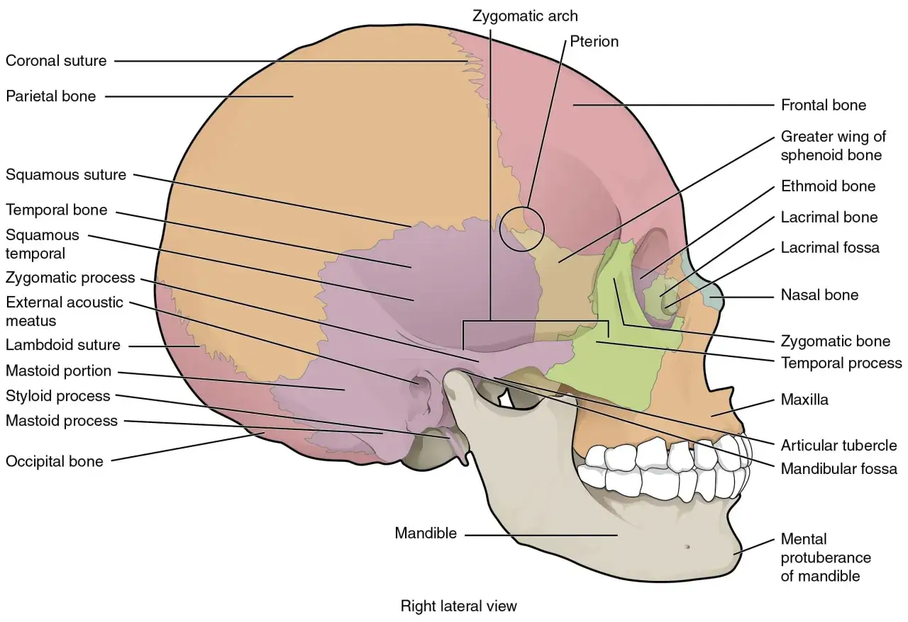 Anatomia czaszki człowieka z zaznaczonymi kośćmi: czołową, ciemieniową, skroniową, potyliczną i żuchwą.