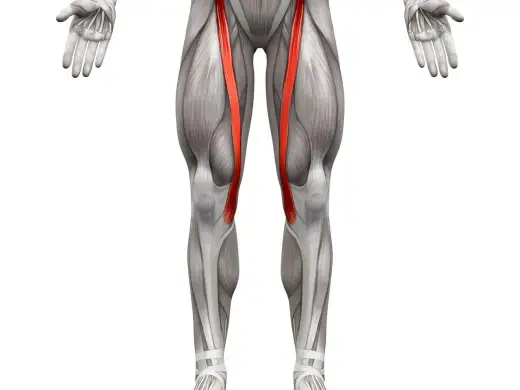 Mięsień krawiecki - anatomia i ból wewnętrznej strony kolana