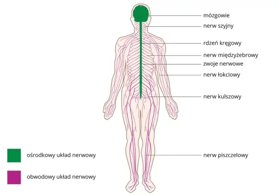 Nerwy obwodowe - jak działają i kiedy nie czekać z diagnostyką?