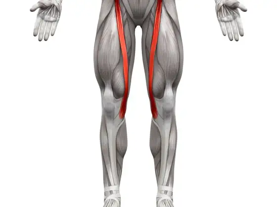 Mięsień krawiecki - anatomia i ból wewnętrznej strony kolana
